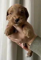 Chestnut , a male Goldendoodle for sale in Elephant Butte, NM – 4 of 4