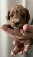 Pumpkin, a female Goldendoodle for sale in Elephant Butte, NM – 3 of 6