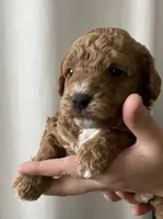 Pumpkin, a female Goldendoodle for sale in Elephant Butte, NM – 1 of 6