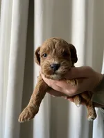 Gravy, a male Goldendoodle for sale in Elephant Butte, NM – 4 of 4