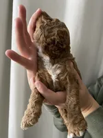 Pumpkin, a female Goldendoodle for sale in Elephant Butte, NM – 4 of 6