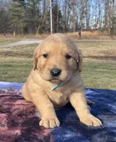 Light Blue collar, a  Golden Retriever for sale in Dickson, TN – Photo 2 of 8