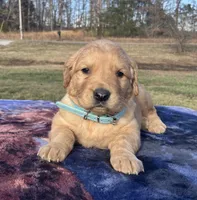 Light Blue collar, a  Golden Retriever for sale in Dickson, TN – Photo 4 of 8
