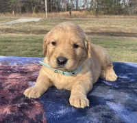 Light Blue collar, a  Golden Retriever for sale in Dickson, TN – Photo 3 of 8