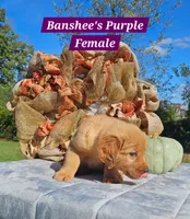 Banshee’s Purple Female, a female Golden Retriever for sale in Dickson, TN – 2 of 10