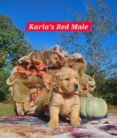 Karla’s Red Male, a male Golden Retriever for sale in Dickson, TN – 3 of 9