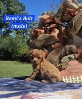 Bolt, a male Poodle - Toy  for sale in Dickson, TN – 4 of 10