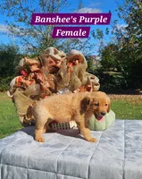 Banshee’s Purple Female, a female Golden Retriever for sale in Dickson, TN – 4 of 10