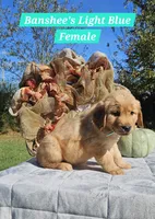 Banshee’s Light Blue Female, a female Golden Retriever for sale in Dickson, TN – 4 of 10