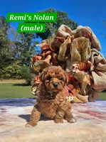 Nolan, a male Poodle - Toy  for sale in Dickson, TN – 2 of 10