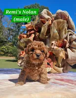 Nolan, a male Poodle - Toy  for sale in Dickson, TN – 3 of 10