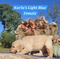 Karla’s Light Blue Female, a female Golden Retriever for sale in Dickson, TN – 2 of 9