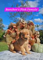 Banshee’s Pink Female, a female Golden Retriever for sale in Dickson, TN – 8 of 10