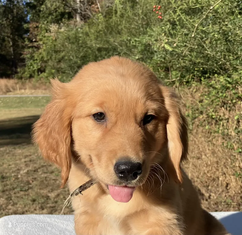 Winnie, a female Golden Retriever for sale in Dickson, TN – 1 of 10