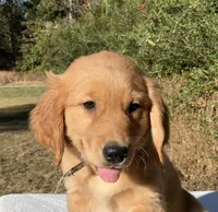 Winnie, a female Golden Retriever for sale in Dickson, TN – 1 of 10
