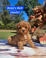 Bolt, a male Poodle - Toy  for sale in Dickson, TN – 6 of 10