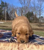Pink collar, a female Golden Retriever for sale in Dickson, TN – Photo 2 of 10