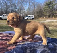 Pink collar, a female Golden Retriever for sale in Dickson, TN – Photo 1 of 10