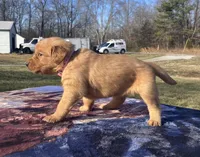 Pink collar, a female Golden Retriever for sale in Dickson, TN – Photo 4 of 10