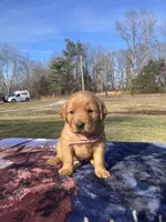 Pink collar, a female Golden Retriever for sale in Dickson, TN – Photo 6 of 10