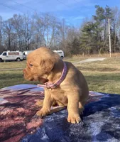 Pink collar, a female Golden Retriever for sale in Dickson, TN – Photo 5 of 10