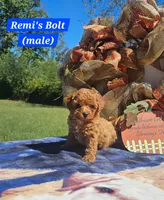 Bolt, a male Poodle - Toy  for sale in Dickson, TN – 7 of 10