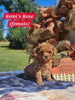 Rose, a female Poodle - Toy  for sale in Dickson, TN – 2 of 10
