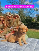 Banshee’s Pink Female, a female Golden Retriever for sale in Dickson, TN – 3 of 10