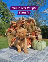 Banshee’s Purple Female, a female Golden Retriever for sale in Dickson, TN – 6 of 10
