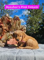 Banshee’s Pink Female, a female Golden Retriever for sale in Dickson, TN – 6 of 10