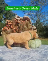 Banshee’s Green Male, a female Golden Retriever for sale in Dickson, TN – 7 of 10
