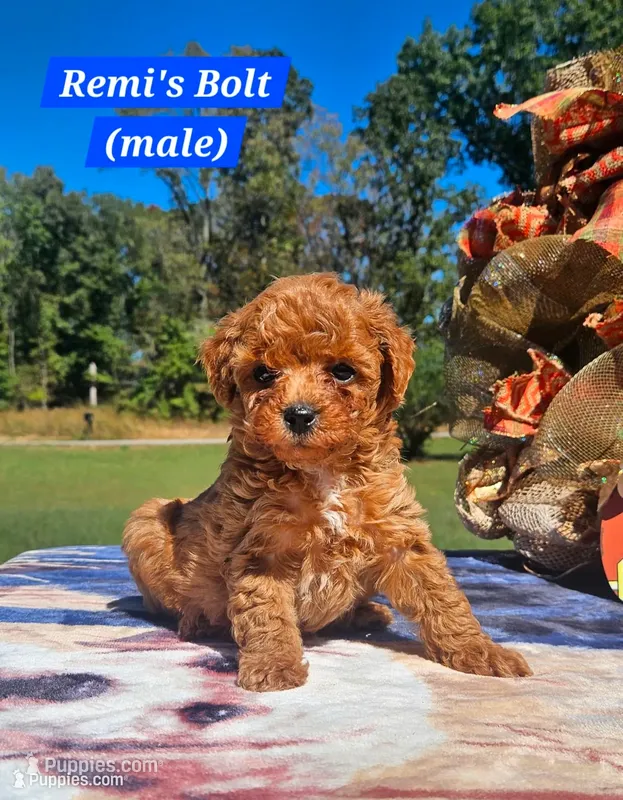Bolt – Poodle - Toy  puppy for sale in Dickson, TN