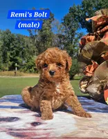 Bolt, a male Poodle - Toy  for sale in Dickson, TN – 2 of 10