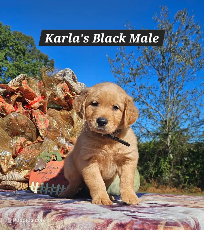Karla’s Black, Male – Golden Retriever puppy for sale in Dickson, TN