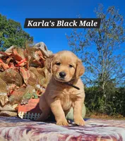 Karla’s Black, Male, a male Golden Retriever for sale in Dickson, TN – 1 of 7