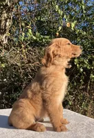 Winnie, a female Golden Retriever for sale in Dickson, TN – 4 of 10
