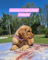 Oakley’s Pink Collar - Female, a female Golden Retriever for sale in Dickson, TN – Photo 2 of 10