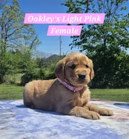Oakley’s Pink Collar - Female, a female Golden Retriever for sale in Dickson, TN – Photo 1 of 10