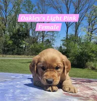 Oakley’s Pink Collar - Female, a female Golden Retriever for sale in Dickson, TN – Photo 6 of 10