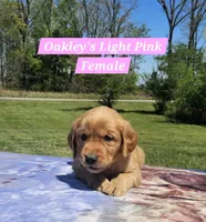 Oakley’s Pink Collar - Female, a female Golden Retriever for sale in Dickson, TN – Photo 5 of 10