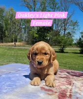 Oakley’s Pink Collar - Female, a female Golden Retriever for sale in Dickson, TN – Photo 4 of 10