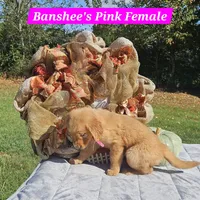 Banshee’s Pink Female, a female Golden Retriever for sale in Dickson, TN – 5 of 10
