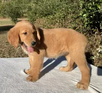 Winnie, a female Golden Retriever for sale in Dickson, TN – 2 of 10