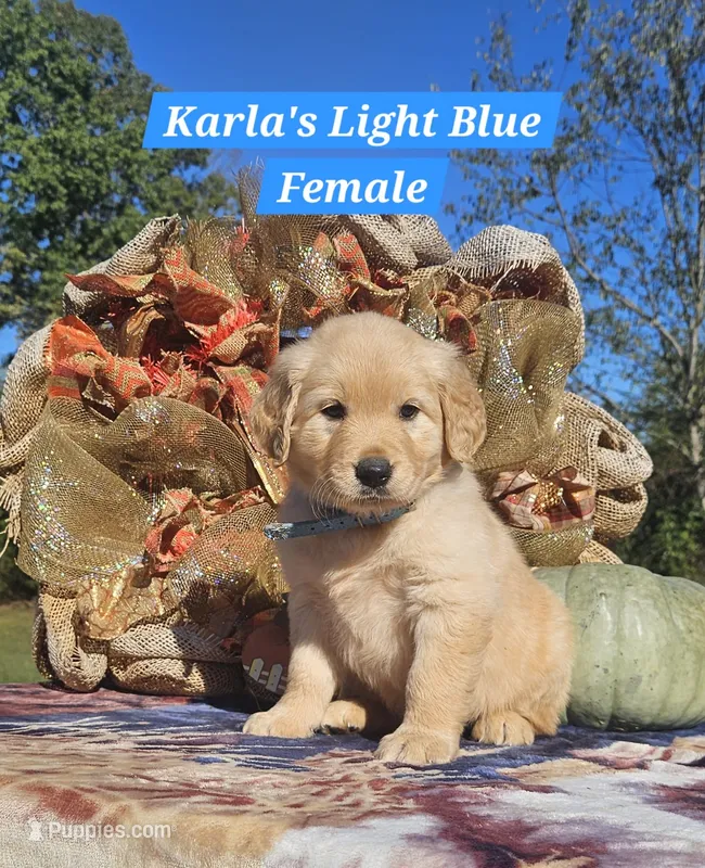 Karla’s Light Blue Female – Golden Retriever puppy for sale in Dickson, TN