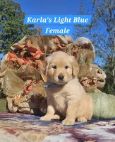 Karla’s Light Blue Female, a female Golden Retriever for sale in Dickson, TN – 4 of 9