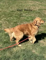 Banshee’s Light Blue Female, a female Golden Retriever for sale in Dickson, TN – 10 of 10