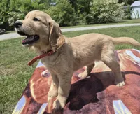 Oakley’s Red - Female, a female Golden Retriever for sale in Dickson, TN – Photo 1 of 8