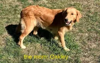 Oakley’s Red - Female, a female Golden Retriever for sale in Dickson, TN – Photo 5 of 8