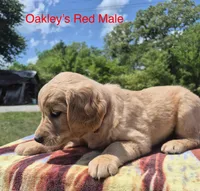 Oakley’s Red - Female, a female Golden Retriever for sale in Dickson, TN – Photo 3 of 8