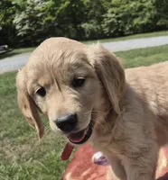 Oakley’s Red - Female, a female Golden Retriever for sale in Dickson, TN – Photo 2 of 8